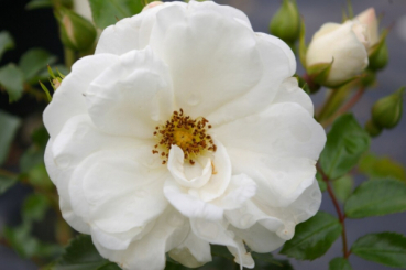 Hochstammrose Innocencia 1